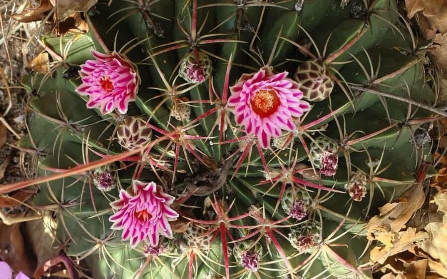 Cactus 4