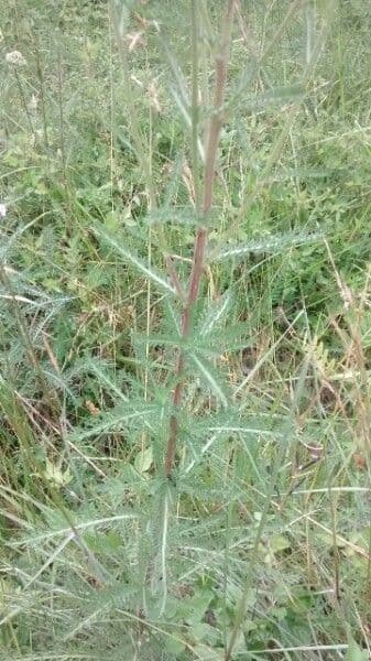 Achillée millefeuille 25