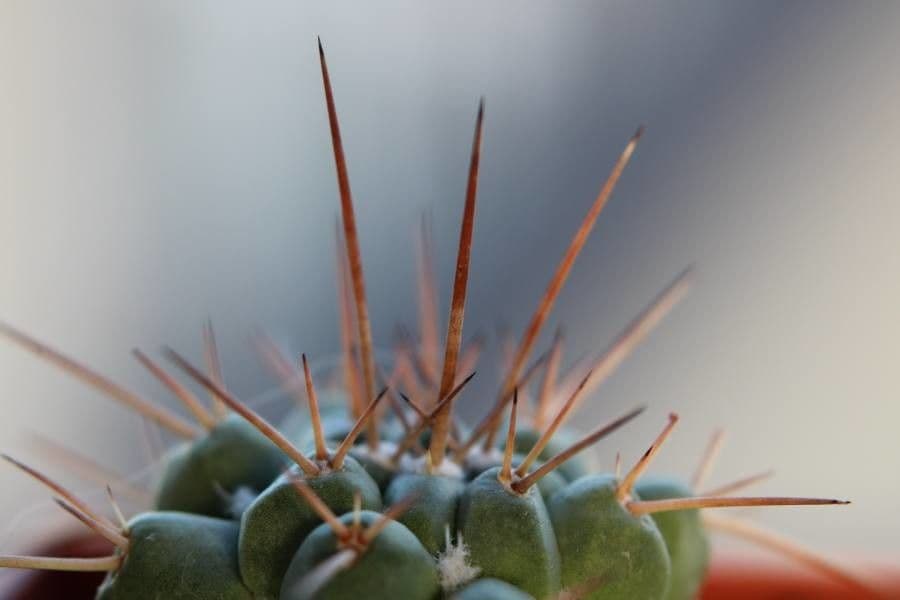 Thelocactus 11