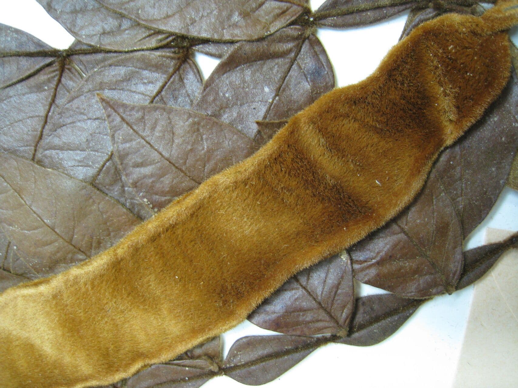 Inga