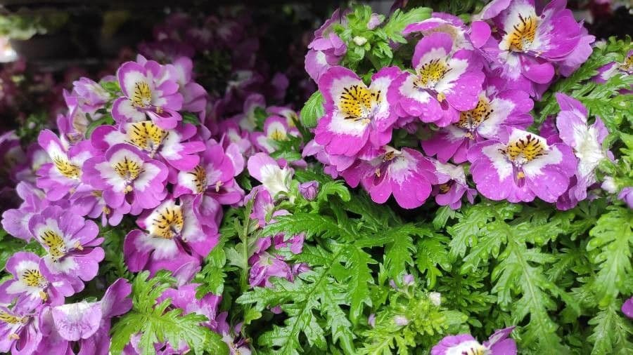 Schizanthus pinnatus 8