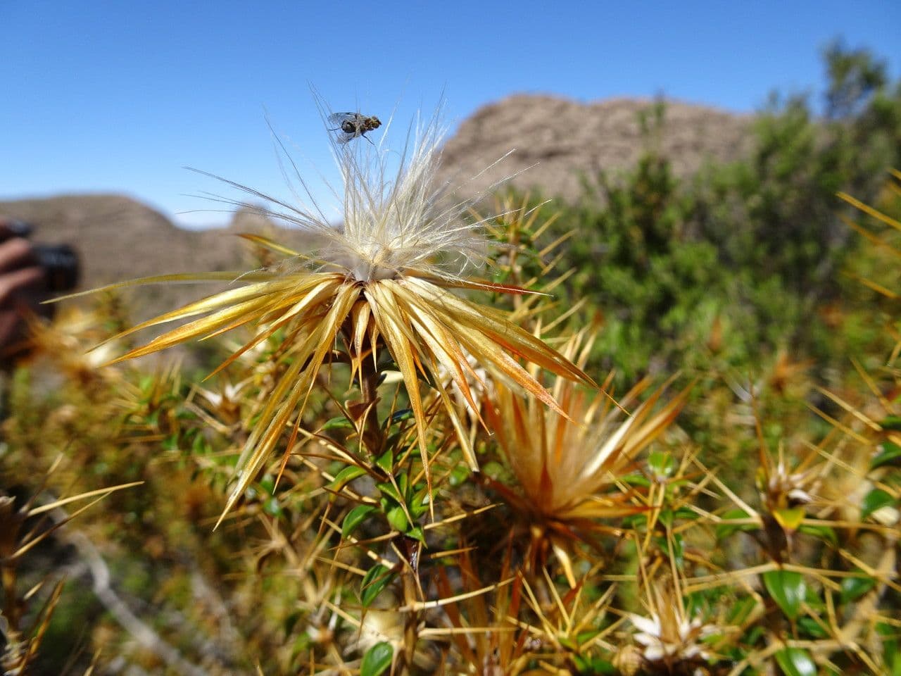 Chuquiraga