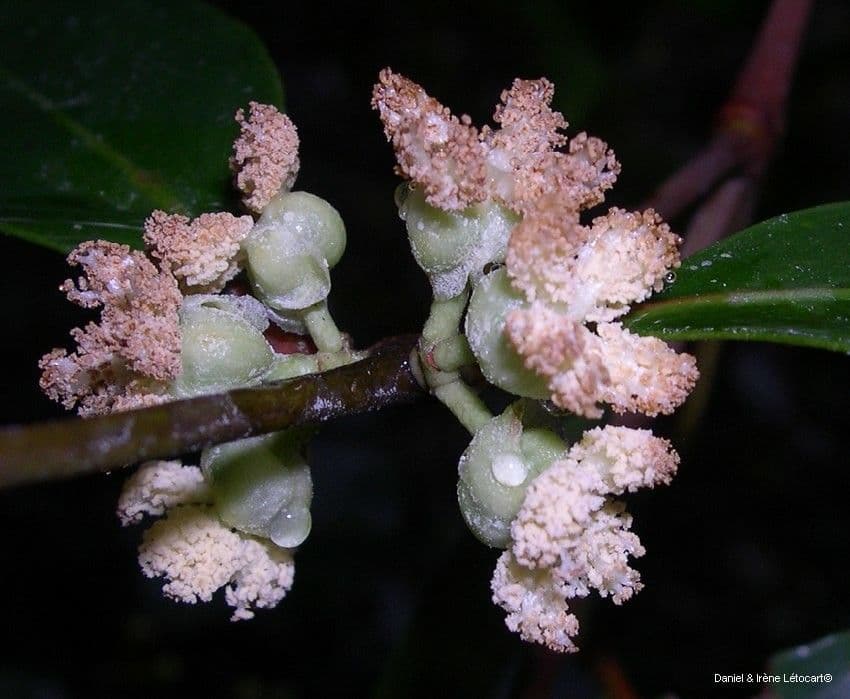 Garcinia 10