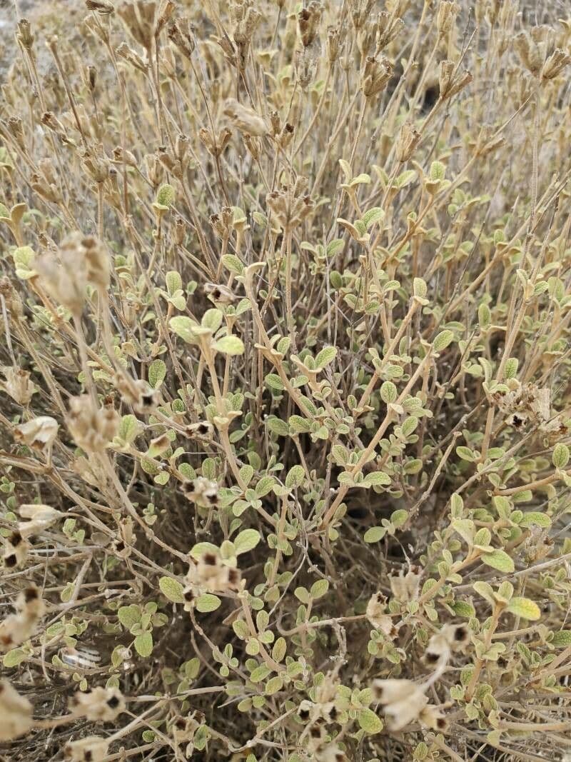 Phlomis lanata 11