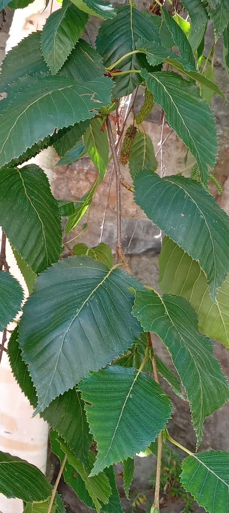 Brzoza himalajska 20