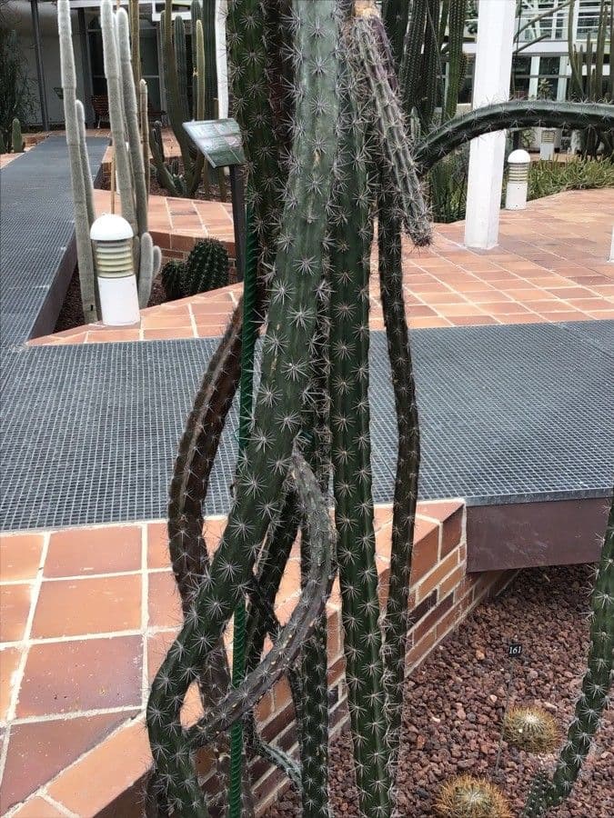 Stenocereus