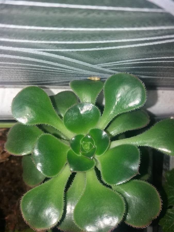  Aeonium canariense 10