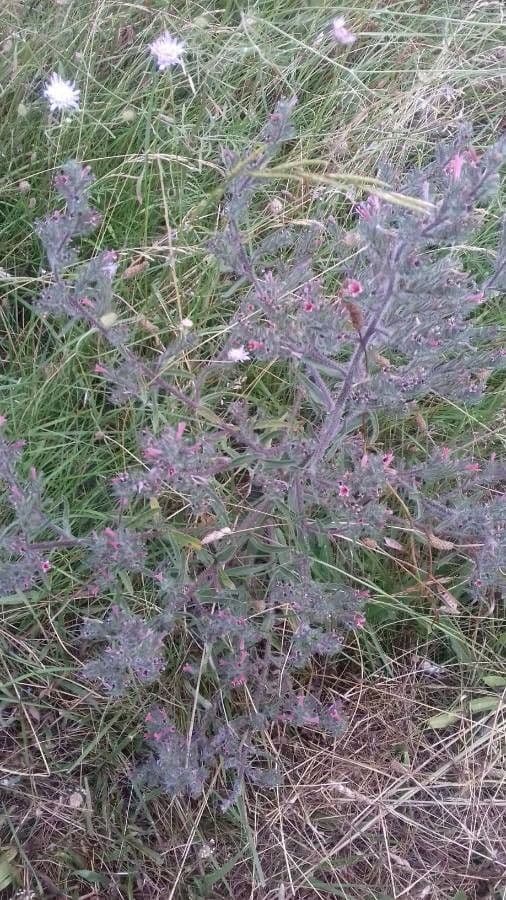 Echium asperrimum 21