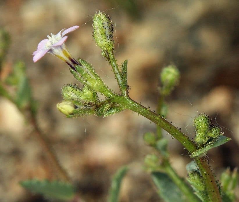 Gilia 7