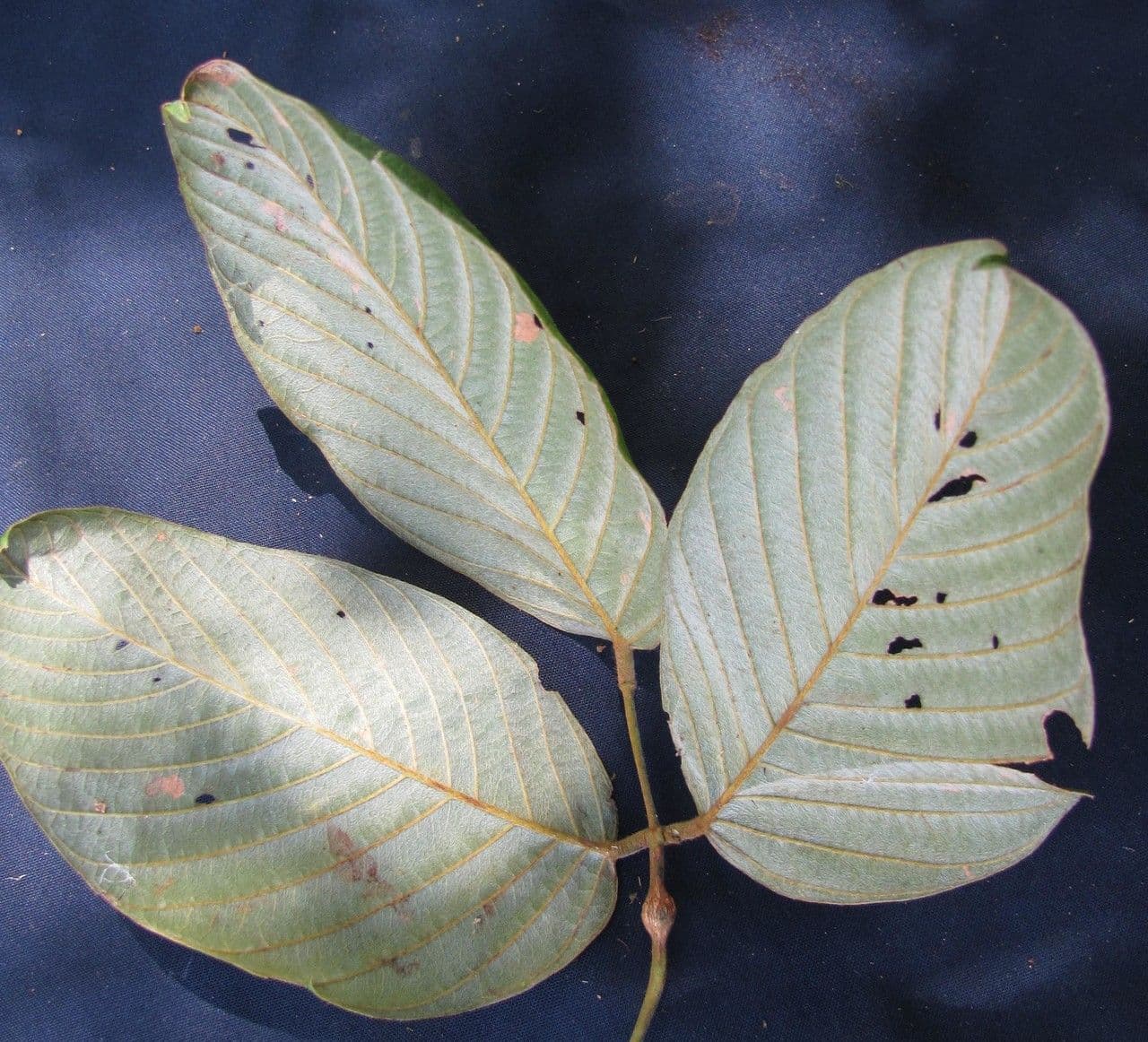Macropsychanthus 12