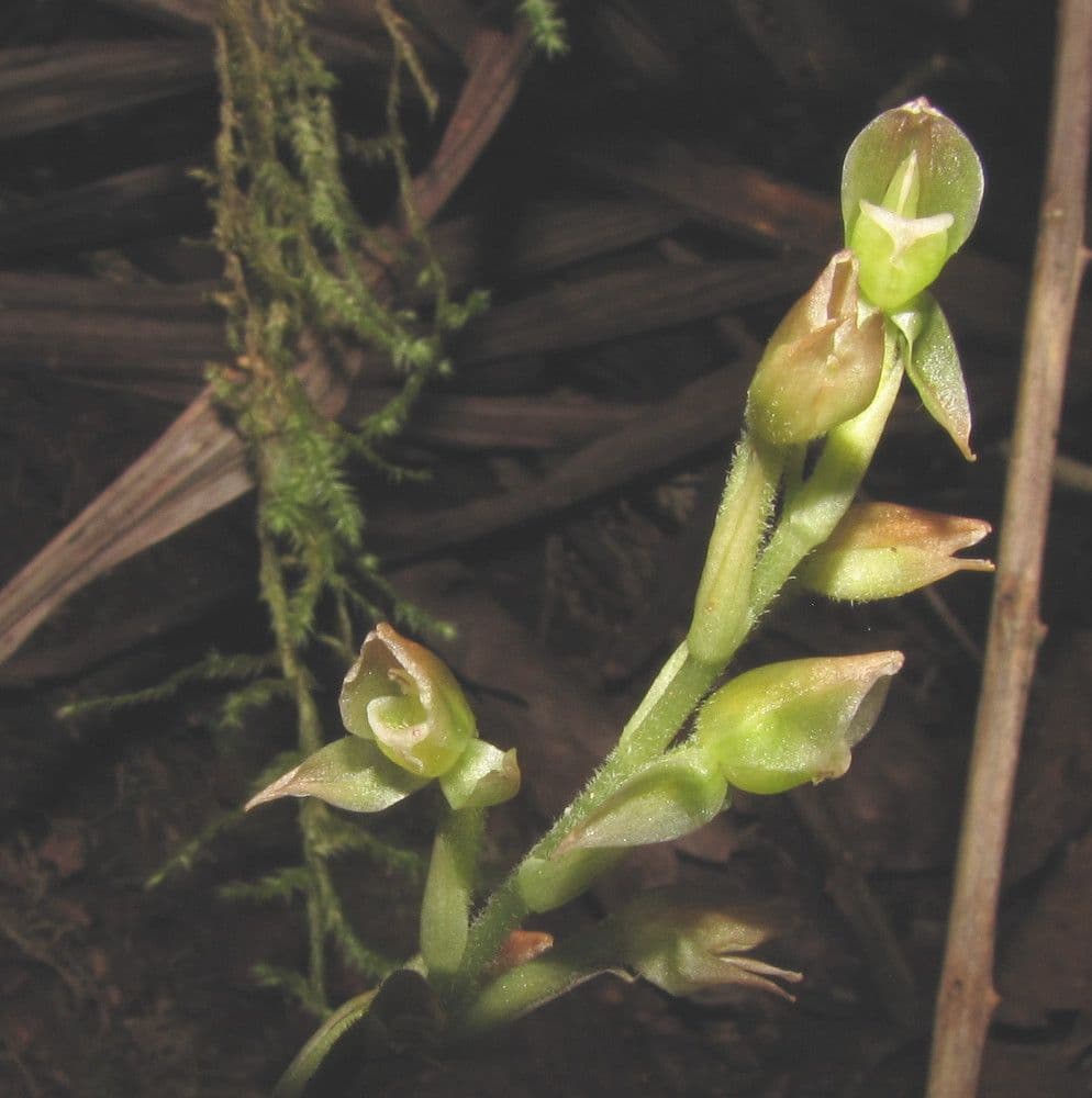 Goodyera verdiflora 2