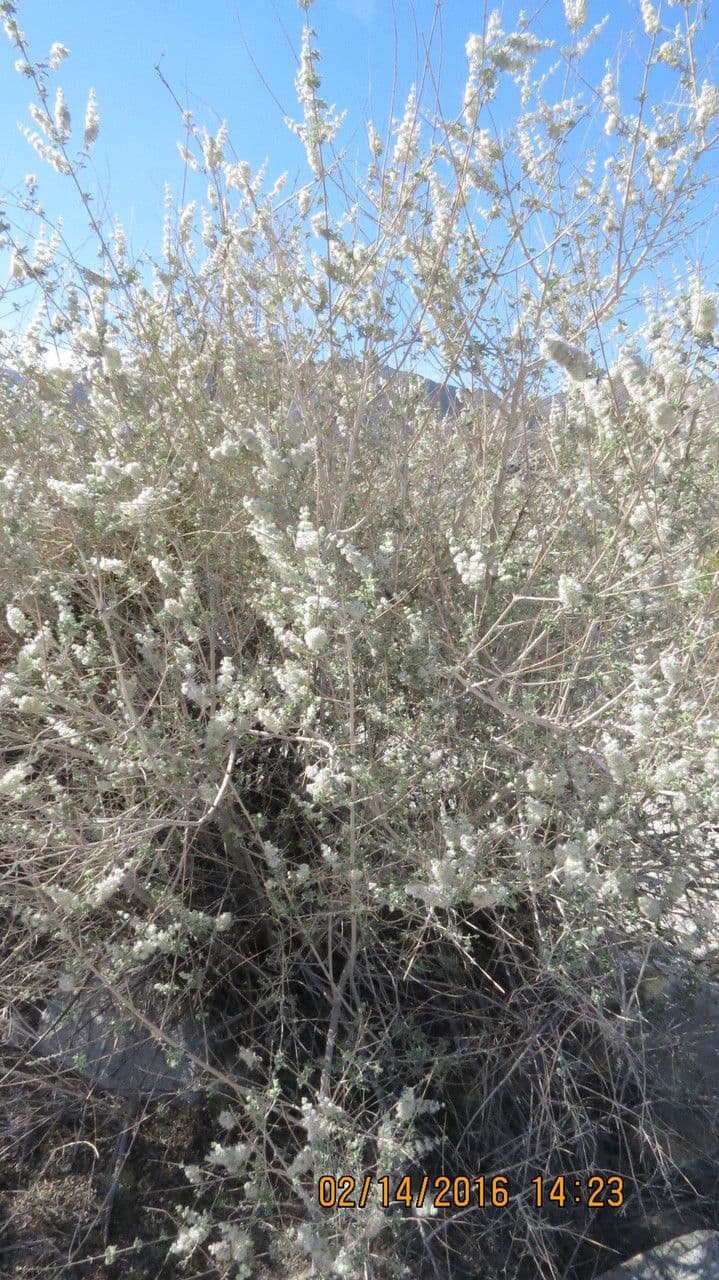 Lavanda del deserto 12
