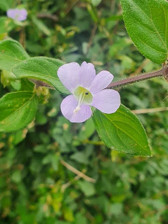 Barleria