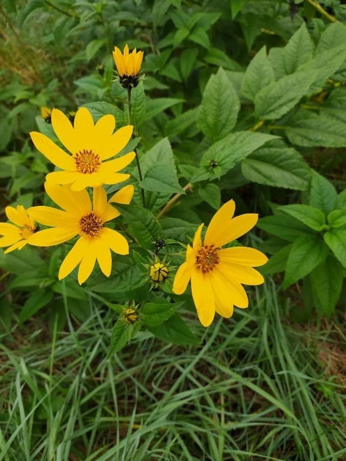 Girasole divaricato 26