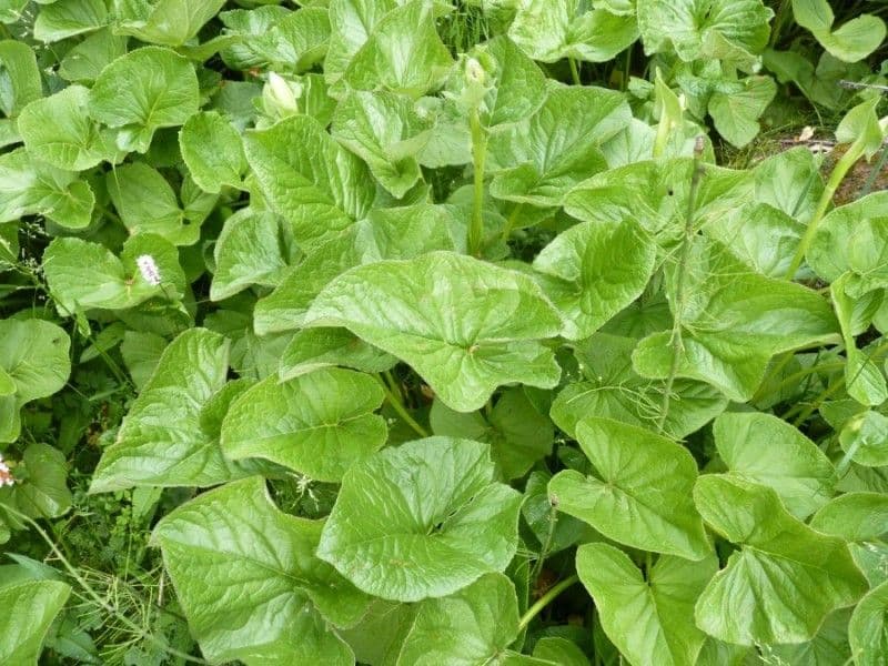 Sibirisches Greiskraut 10