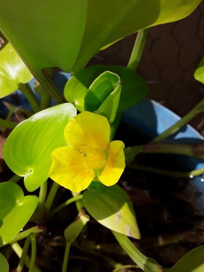 Limnocharis 4