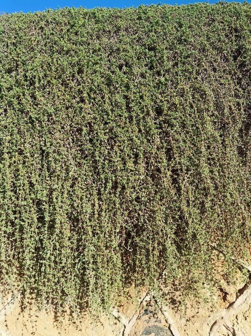 Drosanthemum fleuri 6