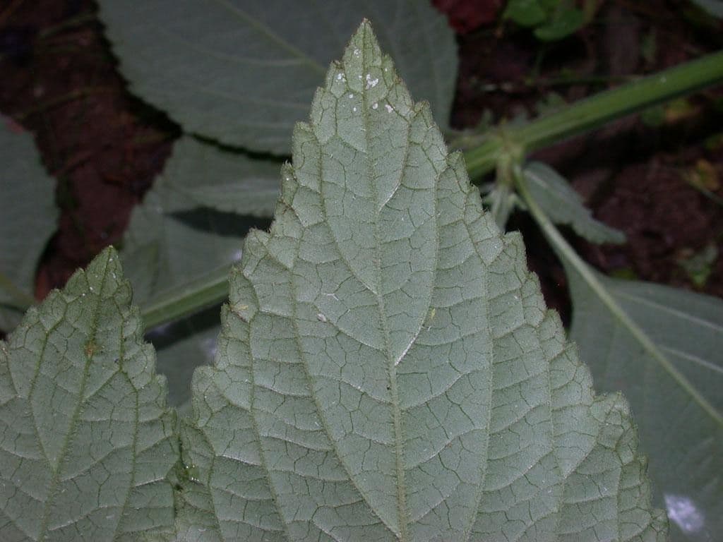 Hyptis capitata 14