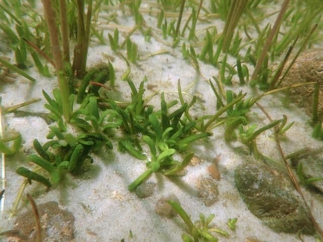 Lobelia acquatica 12