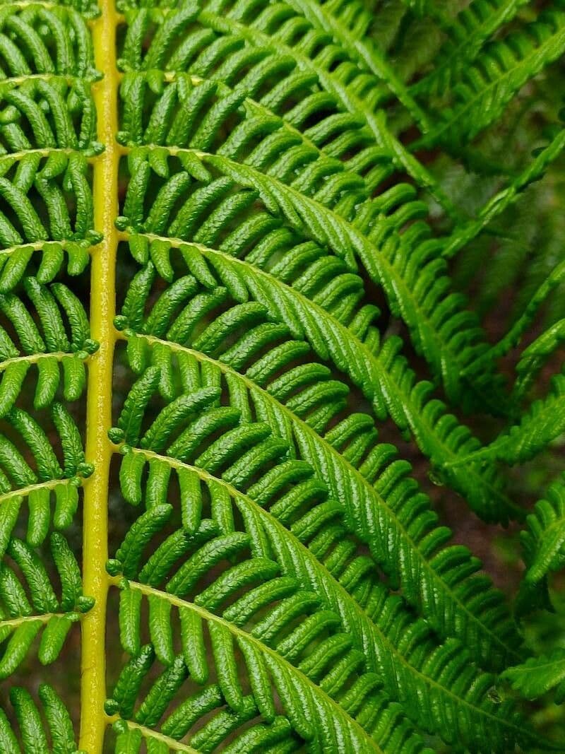 Sphaeropteris 10