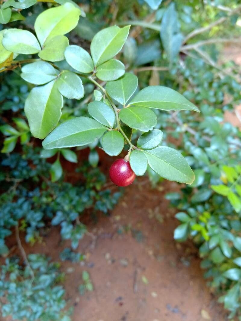 Triphasia trifogliata 3