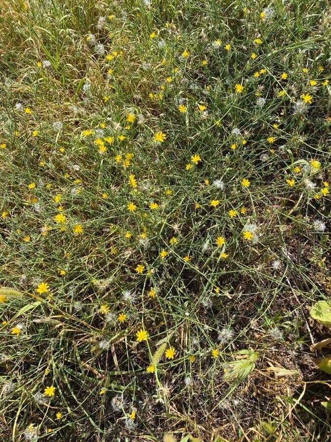 Lattughella 11