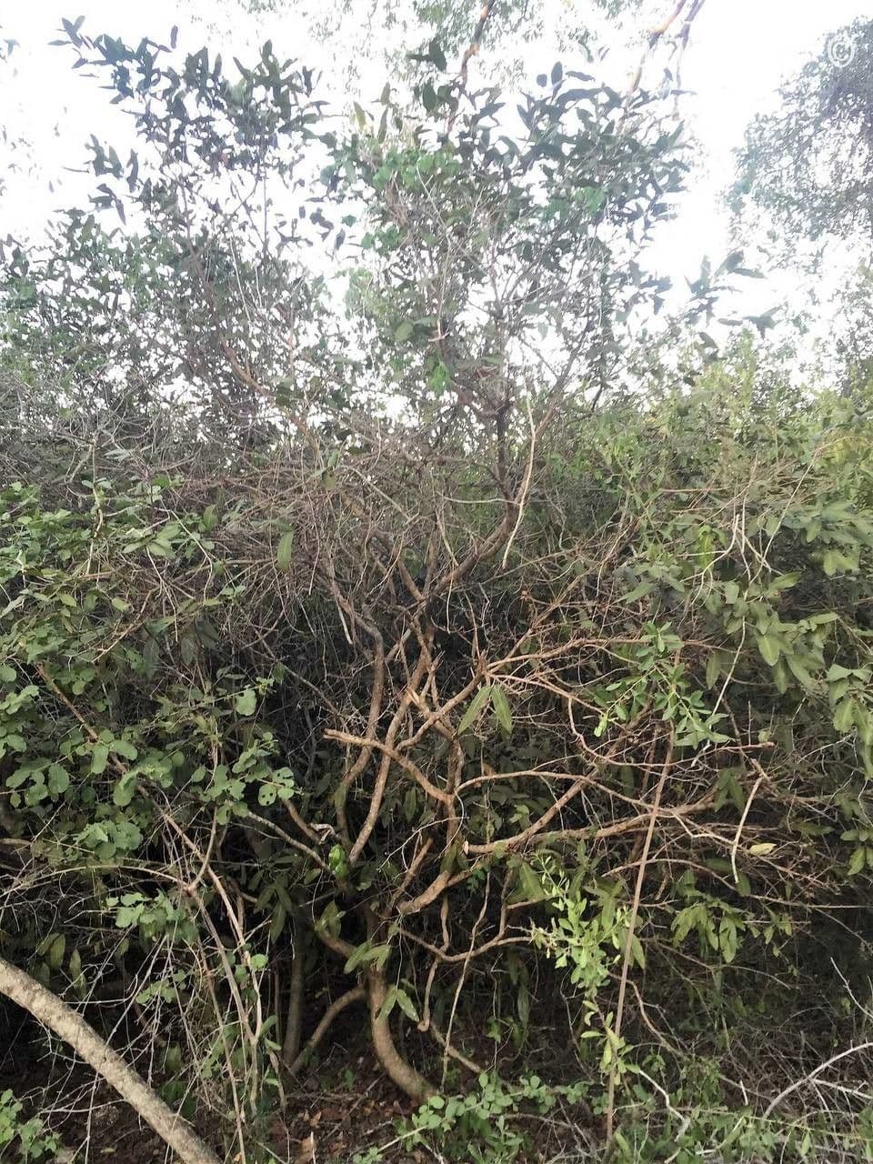 Ochna 8