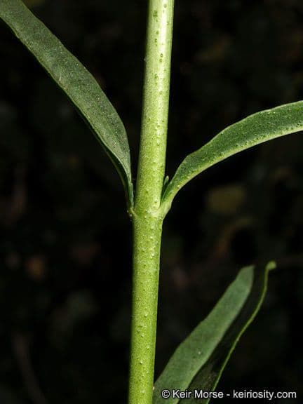 Bartblume 14
