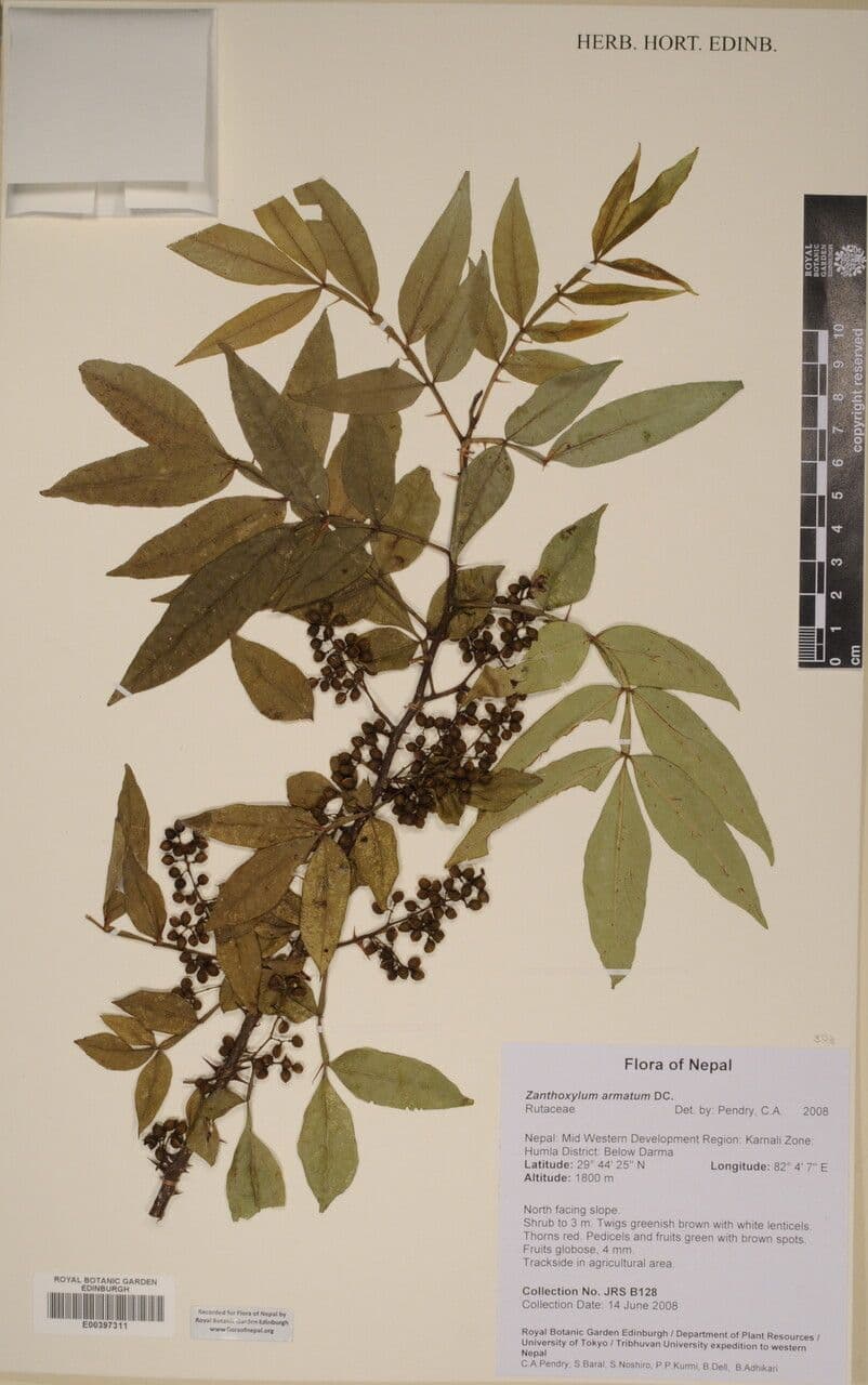 Zanthoxylum 25