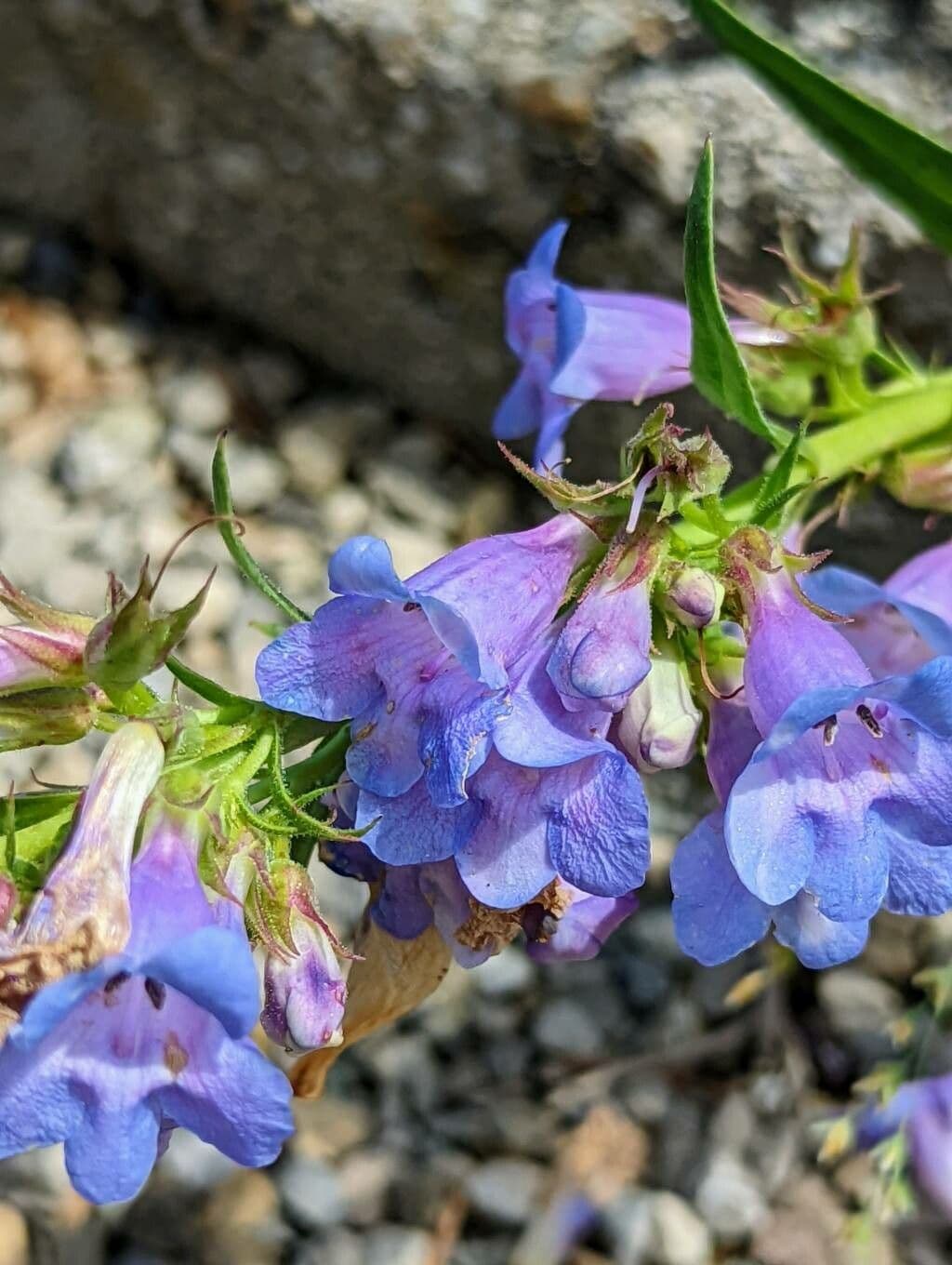 Penstemon