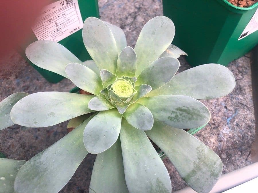 Aeonium