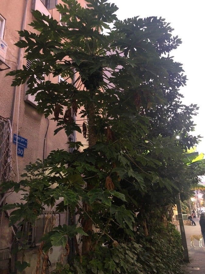 Papaya 13
