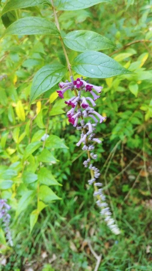 Buddleja di Lindley 3