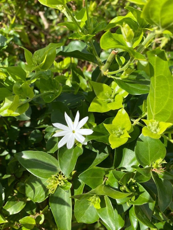 Jasmin multiflore 2