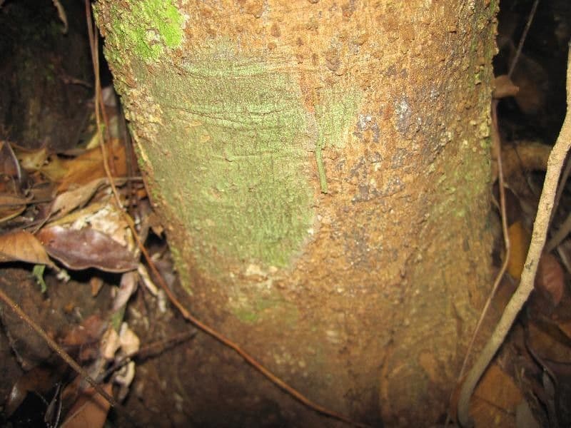 Dendrobangia 12