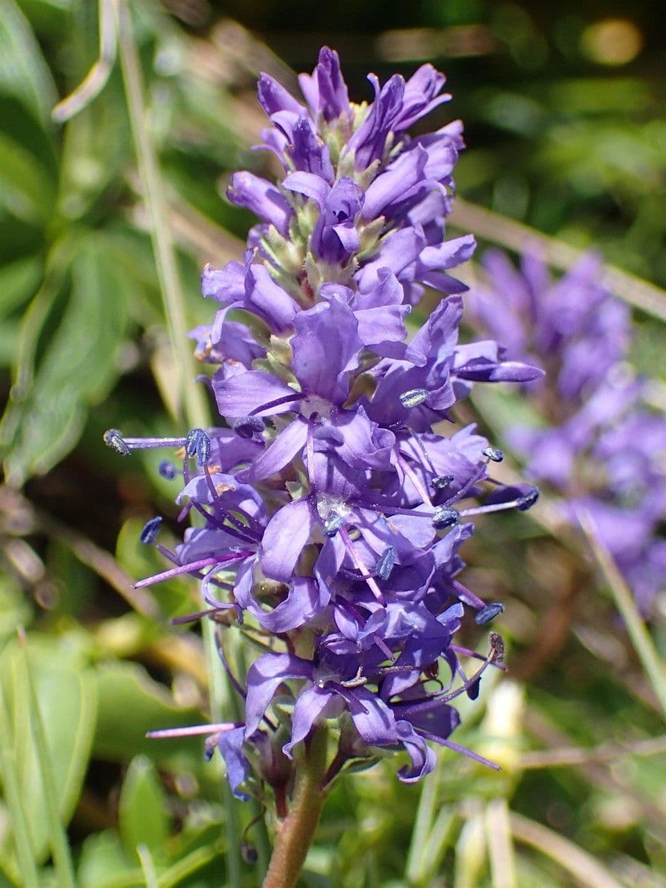 Veronica allionii 4