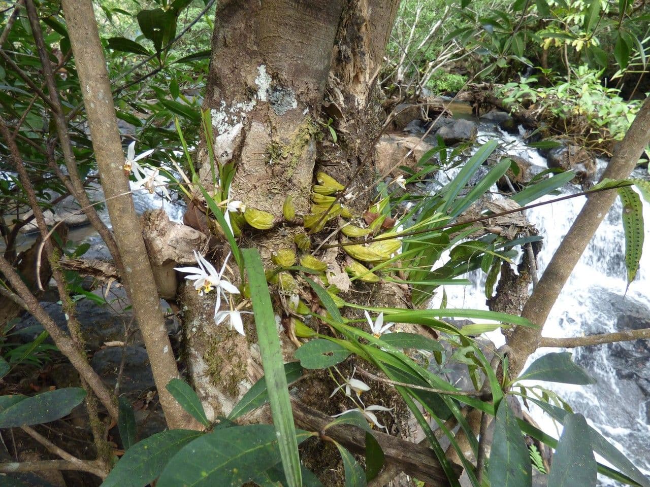 Coelogyne viscosa 7