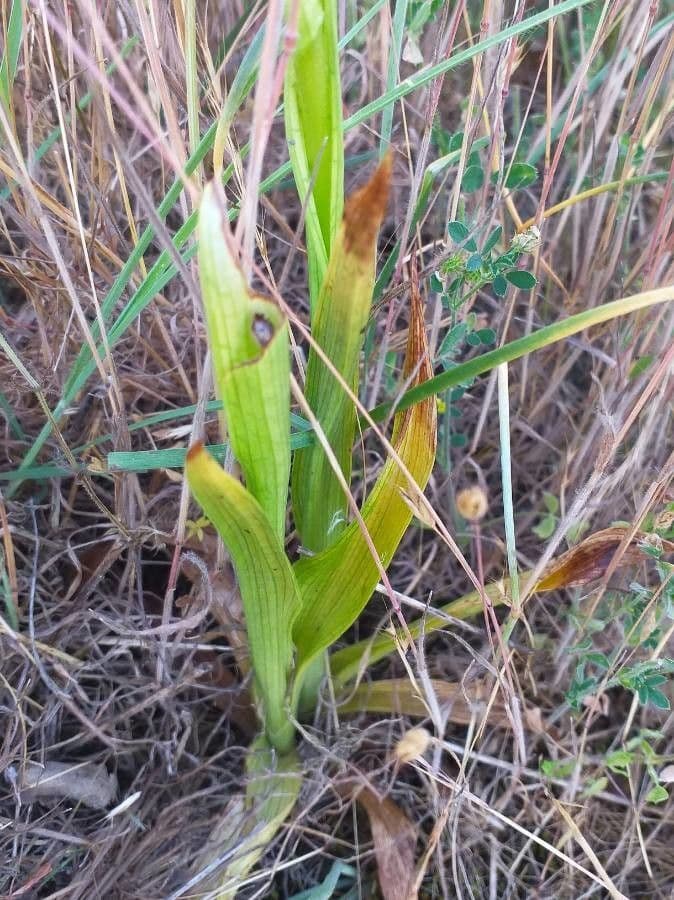Orchis pyramidal 19