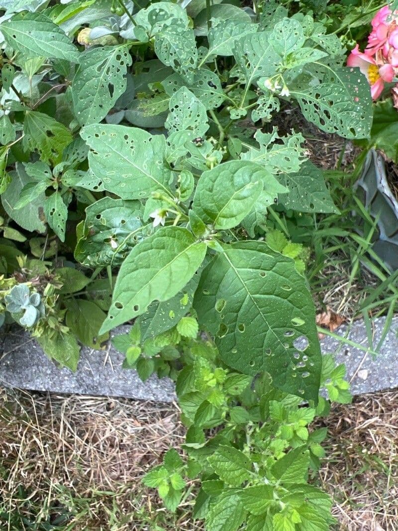 Solano 10