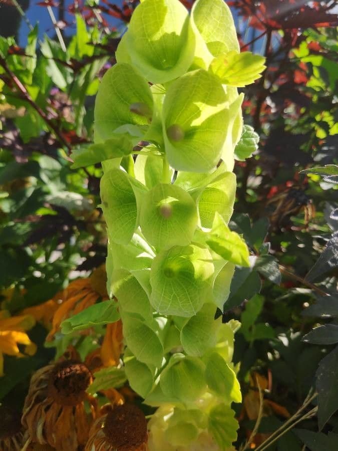 Glockenblume 17