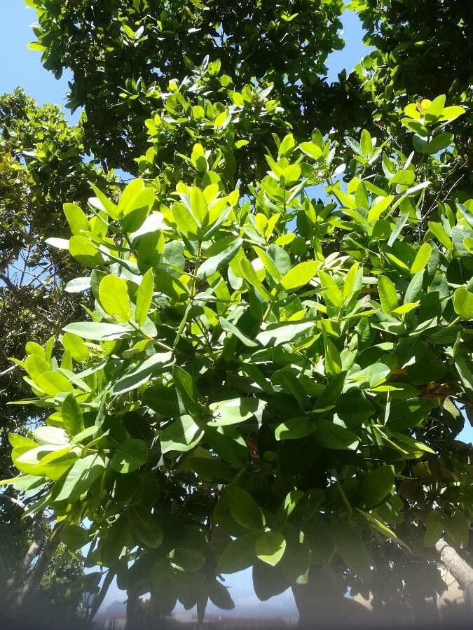 Syzygium 5