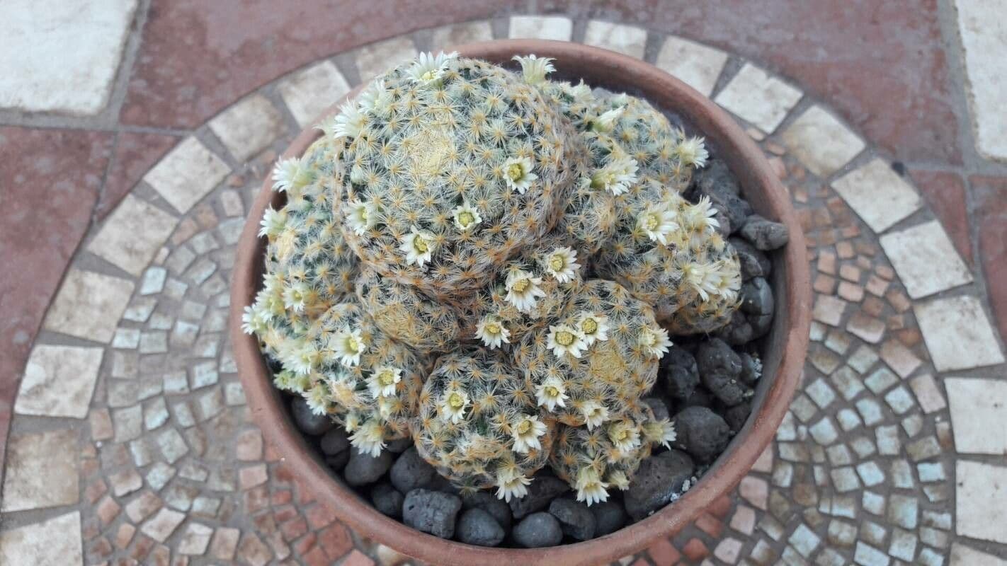 Mammillaria