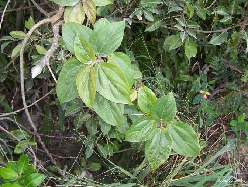 Nothocnide repanda 2