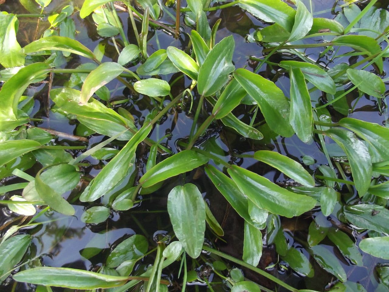 Flámula 27
