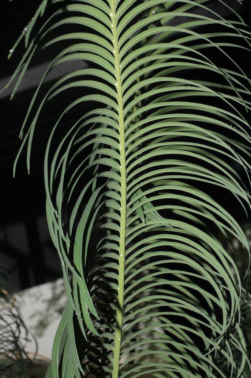 Cycad 3