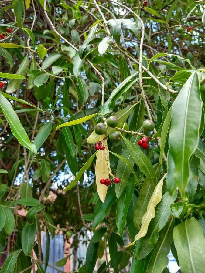 Sapium haematospermum 3
