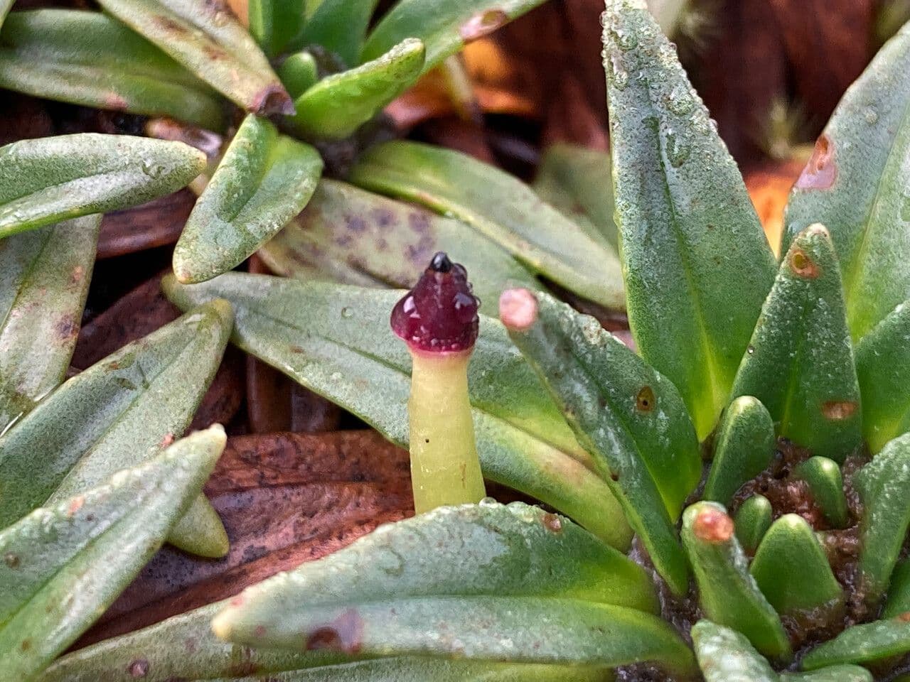 Plantago rigida