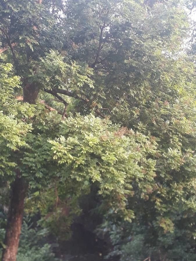Andira inerme 4