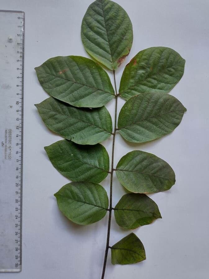 Centrolobium tomentosum 5