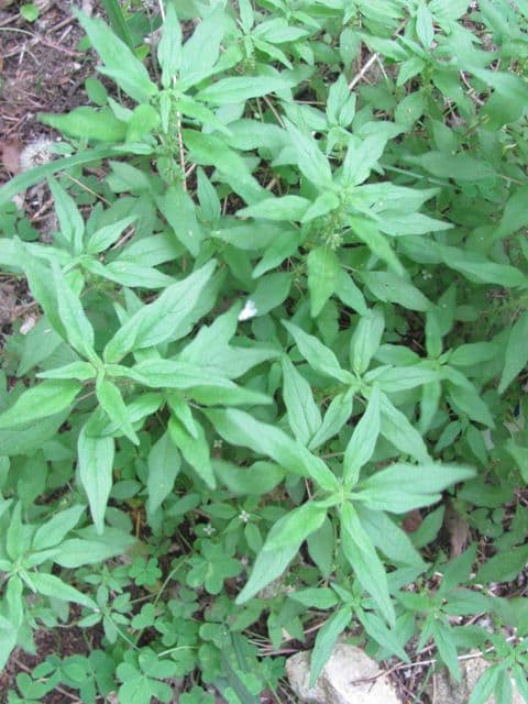 Parietaria pensilvanica 12